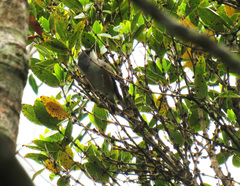 Zosterops mauritianus