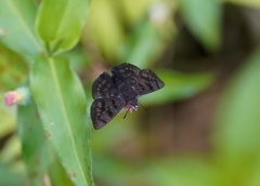 Pellicia dimidiata