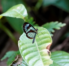 Ithomia agnosia pellucida