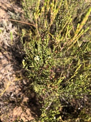 Lachnaea axillaris