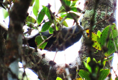 Zosterops mauritianus