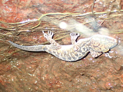 Cyrtodactylus marmoratus