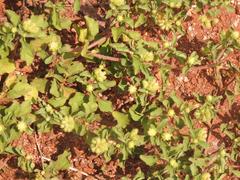 Acanthospermum glabratum