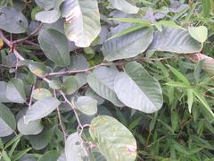 Annona senegalensis senegalensis