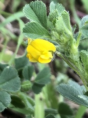 Medicago minima