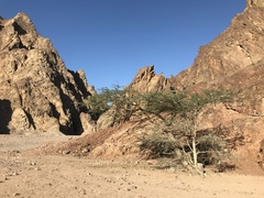 Vachellia tortilis raddiana