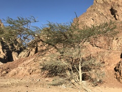 Vachellia tortilis raddiana