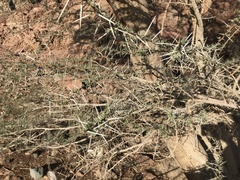 Vachellia tortilis raddiana