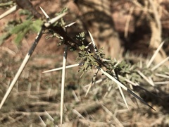 Vachellia tortilis raddiana