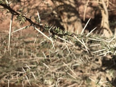 Vachellia tortilis raddiana
