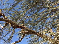Vachellia tortilis raddiana