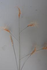 Aristida congesta barbicollis