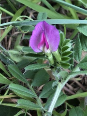 Vicia sativa