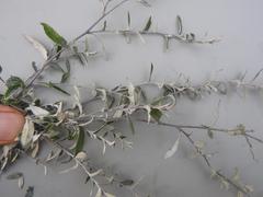 Athrixia phylicoides