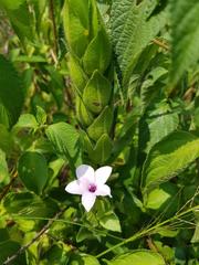Barleria ovata