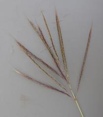 Bothriochloa insculpta