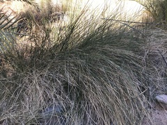 Juncus rigidus