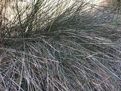 Juncus rigidus