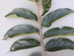 Bridelia micrantha