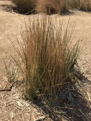 Juncus rigidus