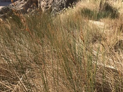 Juncus rigidus