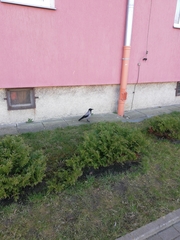 Corvus cornix