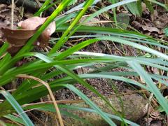 Carex spicatopaniculata