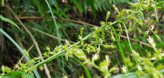 Carex spicatopaniculata