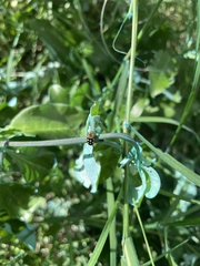 Phola octodecimguttata