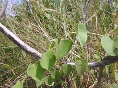 Cissampelos mucronata