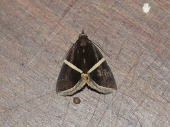 Fodina pallula