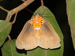 Peridrome orbicularis