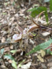 Ania penangiana