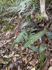 Ania penangiana