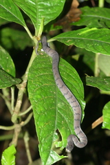 Asthenodipsas laevis