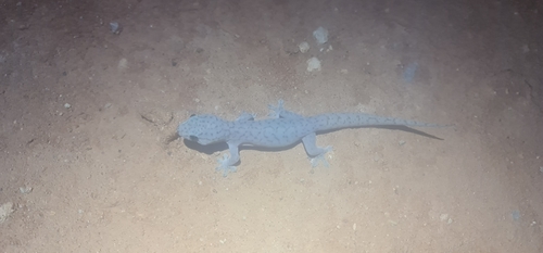 Purplish Dtella, Gehyra purpurascens
