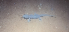 Gehyra purpurascens