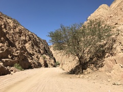 Vachellia tortilis raddiana