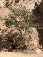 Vachellia tortilis raddiana