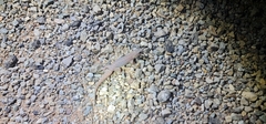 Gehyra purpurascens