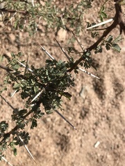 Vachellia tortilis raddiana