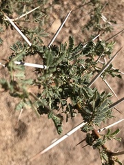 Vachellia tortilis raddiana