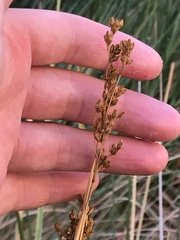 Juncus rigidus