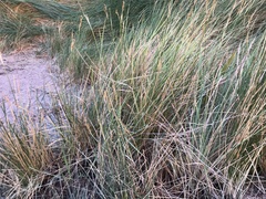 Juncus rigidus