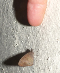 Cassionympha cassius