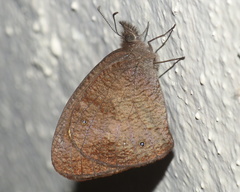Cassionympha cassius