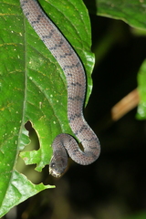 Asthenodipsas laevis