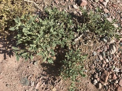 Heliotropium arbainense