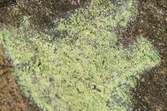 Psilolechia