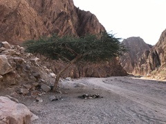 Vachellia tortilis raddiana